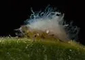 Poplar Petiolegall Aphid - photo 5