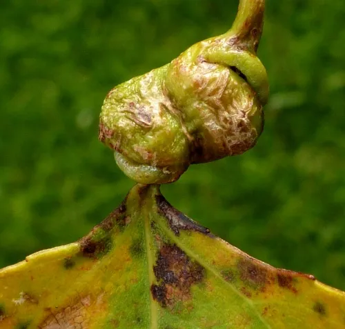Pemphigus spyrothecae