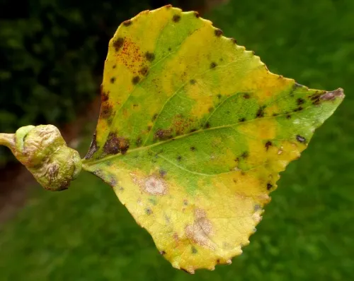 Pemphigus spyrothecae - photo 2