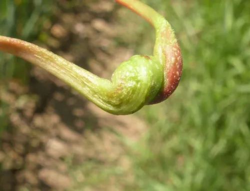 Pemphigus spyrothecae - photo 3