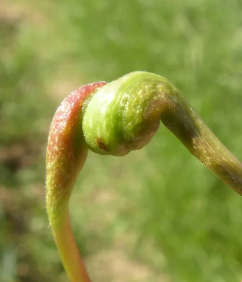 Pemphigus spyrothecae - photo 8