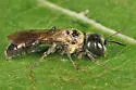 Pemphredon (Cemonus) inornata