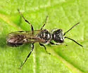 Pemphredon (Cemonus) inornata - photo 2