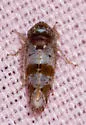 Gold and White Leafhopper