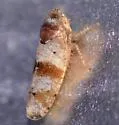 Gold and White Leafhopper - photo 2