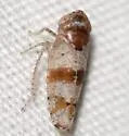 Gold and White Leafhopper - photo 3