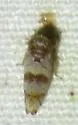 Gold and White Leafhopper - photo 5