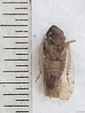 Pendarus avicephalus - photo 3