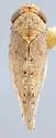 Pendarus crucifix - photo 2