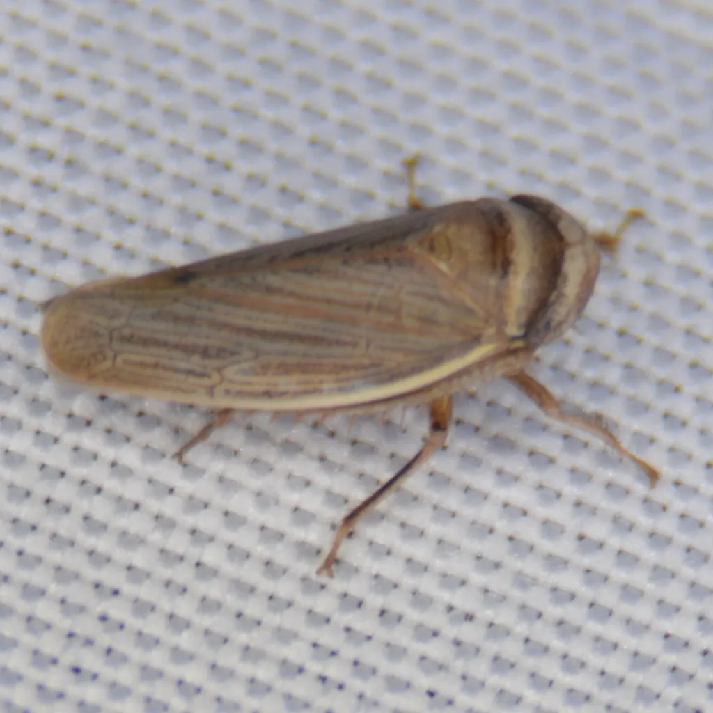 Pendarus magnus - photo 2