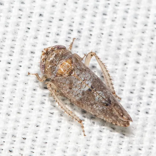 Pendarus palustris