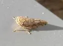 Pendarus punctiscriptus - photo 2