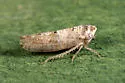 Pendarus punctiscriptus - photo 4
