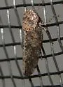 Pendarus punctiscriptus - photo 5