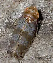 Pendarus uhleri