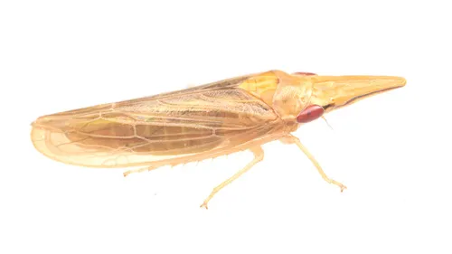Penehuleria acuticephala