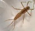 Penelomax septentrionalis