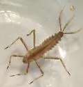 Penelomax septentrionalis - photo 2