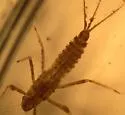 Penelomax septentrionalis - photo 3