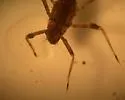 Penelomax septentrionalis - photo 4