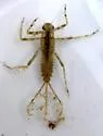 Penelomax septentrionalis - photo 5