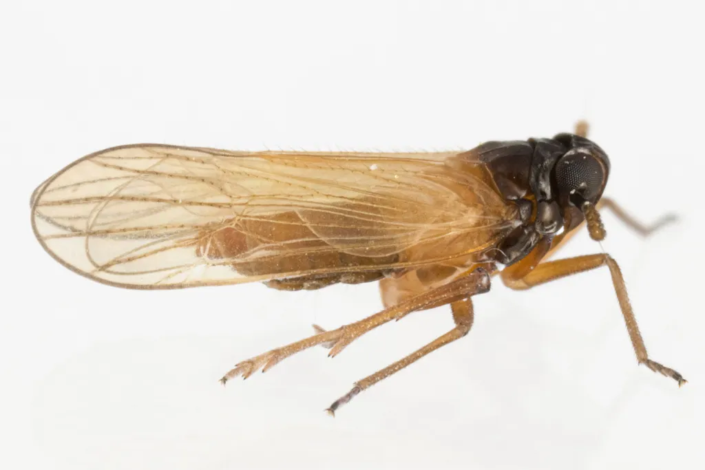 Penepissonotus bicolor - photo 2