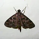 Black Penestola Moth - Hodges#5179