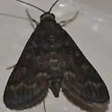 Black Penestola Moth - Hodges#5179 - photo 2