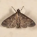 Black Penestola Moth - Hodges#5179 - photo 3