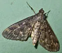 Black Penestola Moth - Hodges#5179 - photo 4