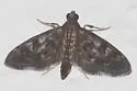 Black Penestola Moth - Hodges#5179 - photo 5