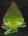 Penestragania alabamensis - photo 3