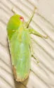 Penestragania alabamensis - photo 4