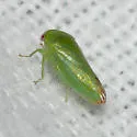 Penestragania apicalis
