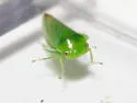 Penestragania apicalis - photo 2