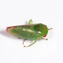 Penestragania apicalis - photo 3