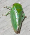 Penestragania apicalis - photo 4