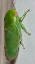 Penestragania apicalis - photo 5