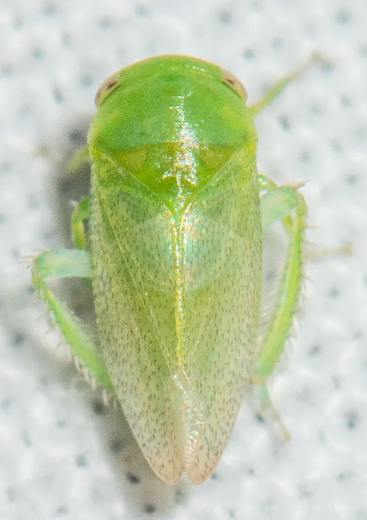 Penestragania robusta - photo 2