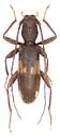 Penichroa fasciata - Penichroa fasciata