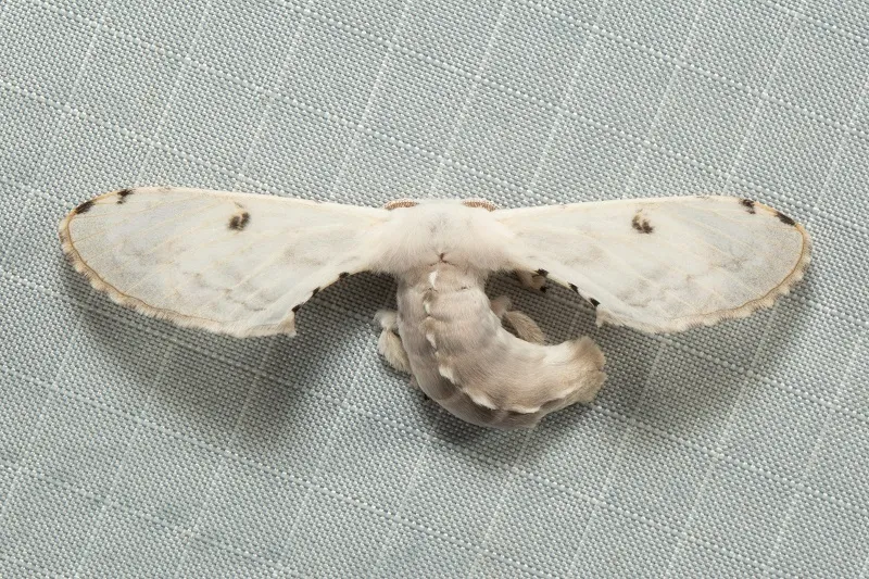 Penicillifera apicalis - photo 3