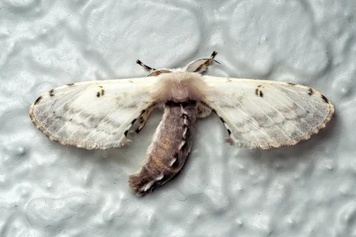 Penicillifera apicalis - photo 5