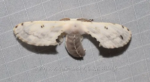 Penicillifera apicalis - photo 6