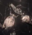 Penilia avirostris