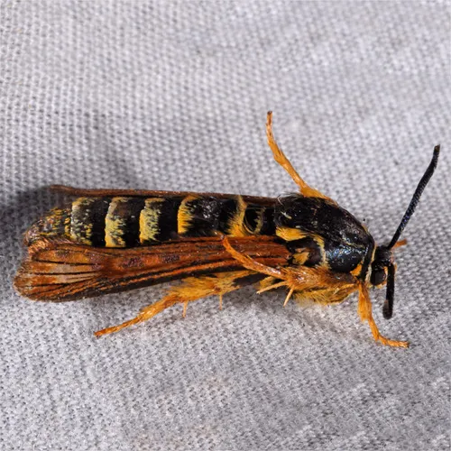 Raspberry Crown Borer - Hodges#2513 - photo 8