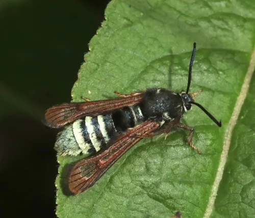 Raspberry Crown Borer - Hodges#2513 - Pennisetia marginatum