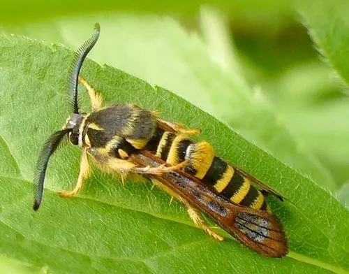 Raspberry Crown Borer - Hodges#2513 - photo 4