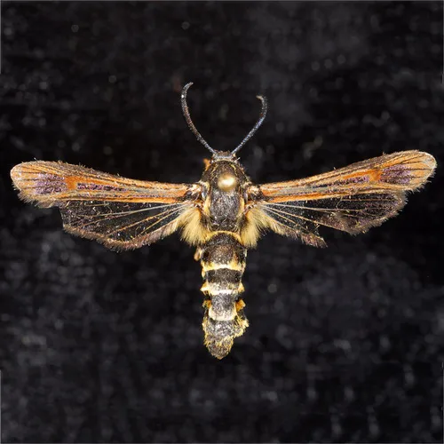 Raspberry Crown Borer - Hodges#2513 - photo 5