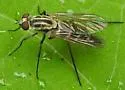 Penniverpa epidema