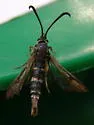 Penstemonia clarkei - Hodges#2618
